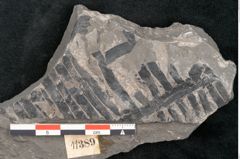 Foto (Detailansicht) von Plantae indet.  (NHMW-GEO-2024-0188-11389)
